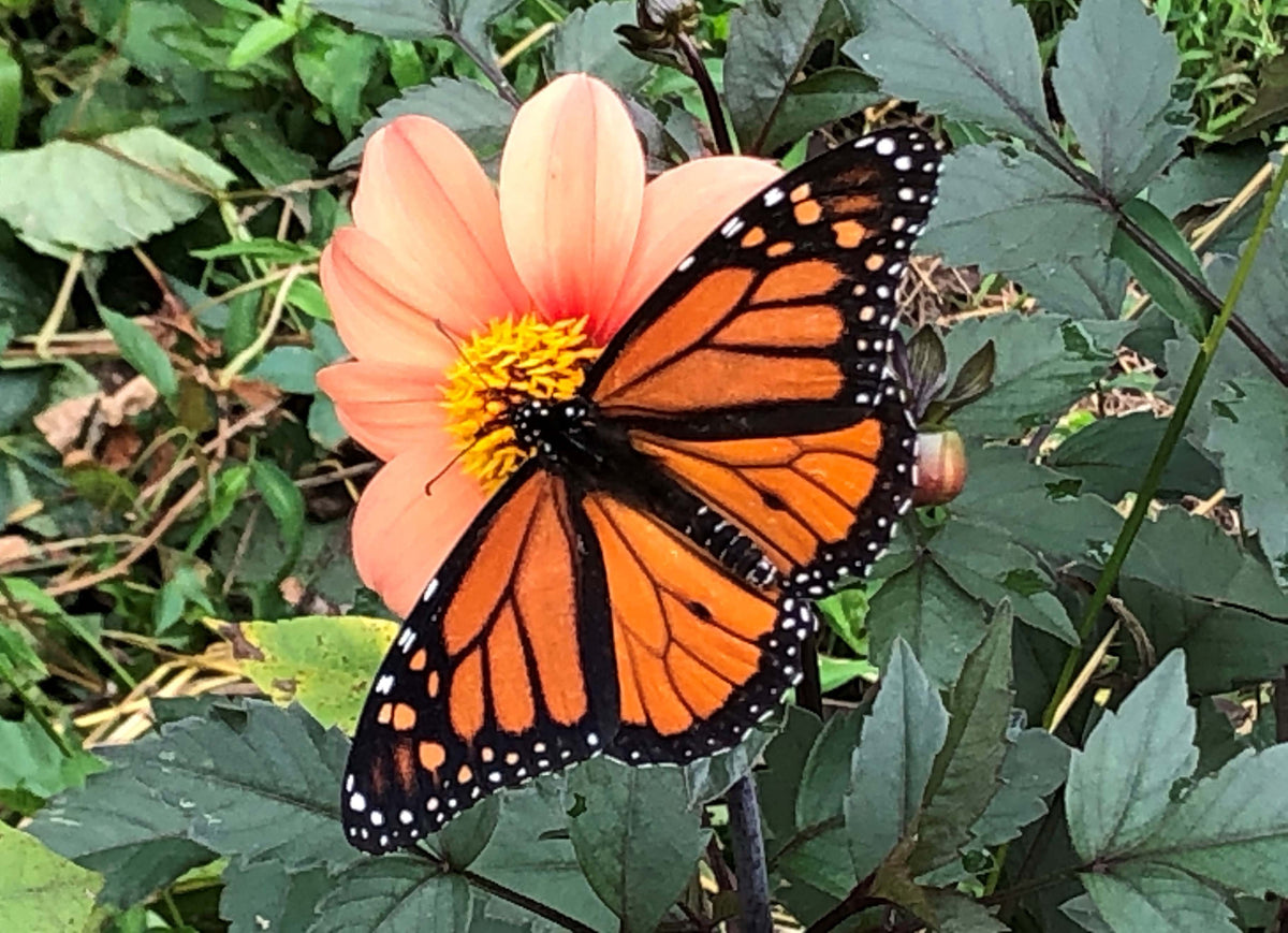 Pollinator Dahlias - Blazing Saddles