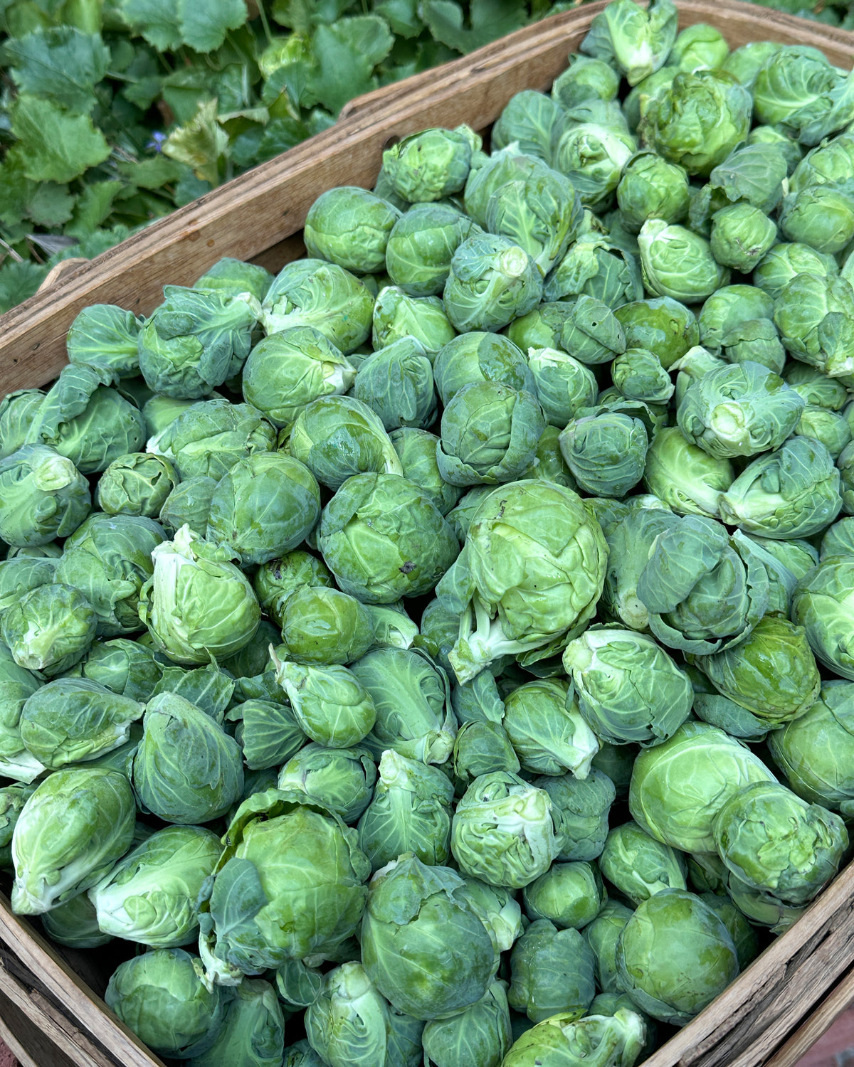 Brussels Sprouts - Hestia