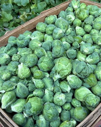 Brussels Sprouts - Hestia