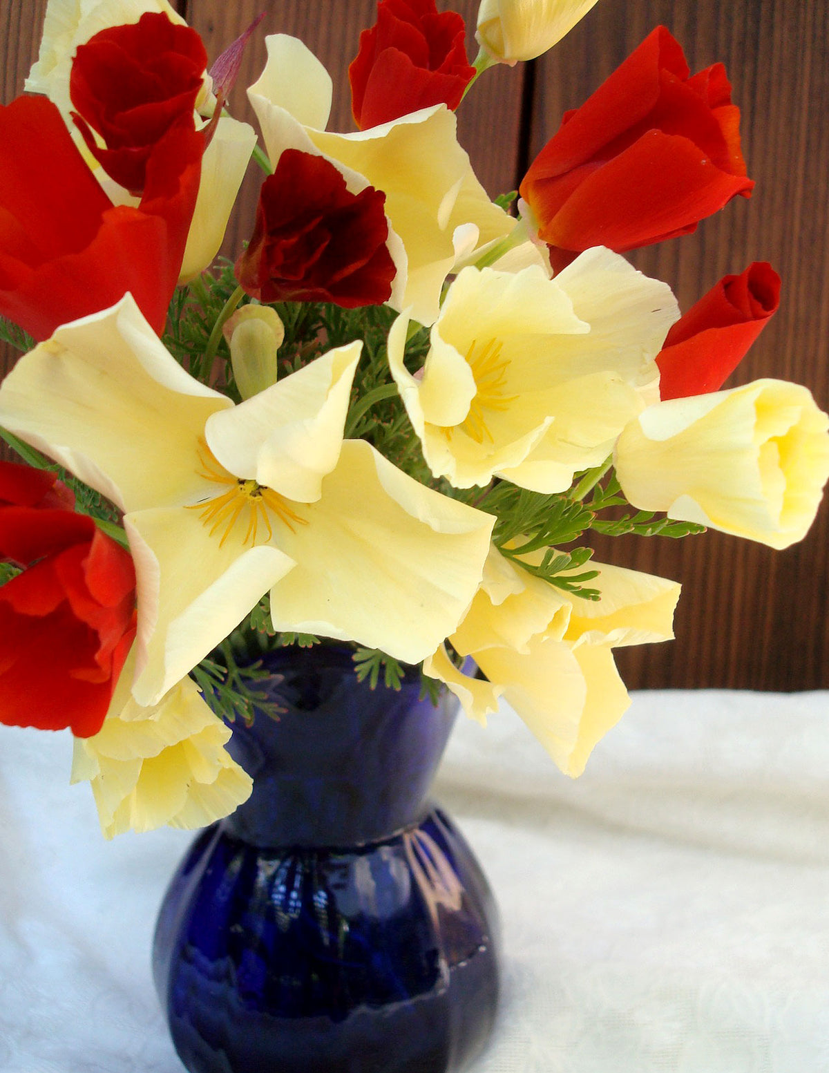 California Poppies - Tequila Sunrise