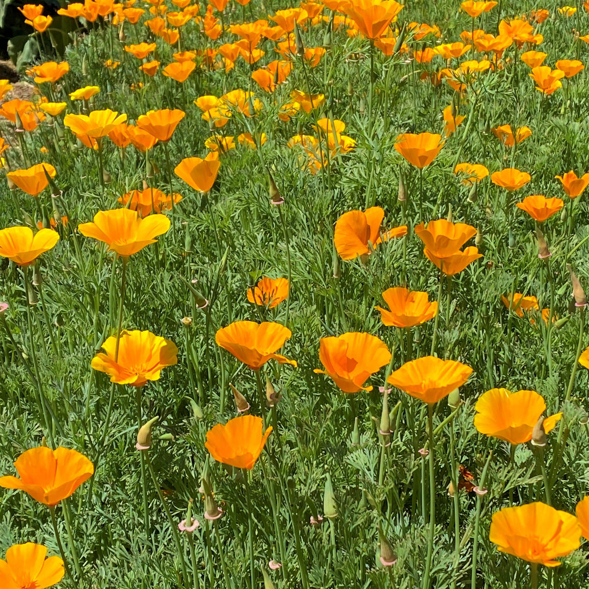 California Poppies - Native Orange