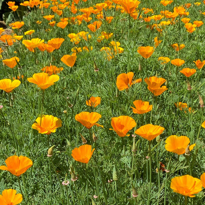 California Poppies - Native Orange