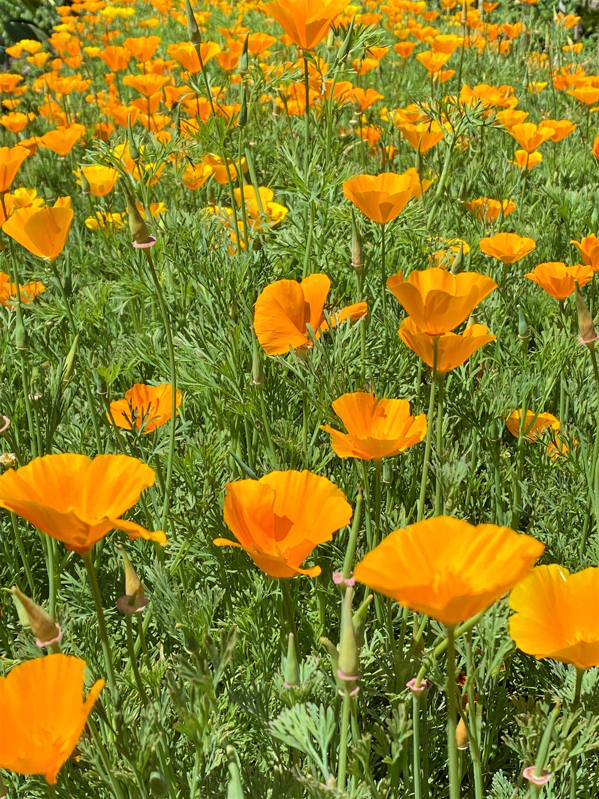 Scatter Gardens - California Native Orange Poppies
