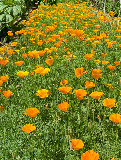 Scatter Gardens - California Native Orange Poppies
