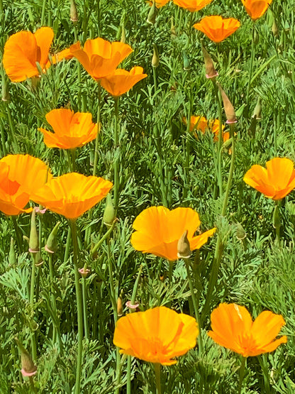 Scatter Gardens - California Native Orange Poppies
