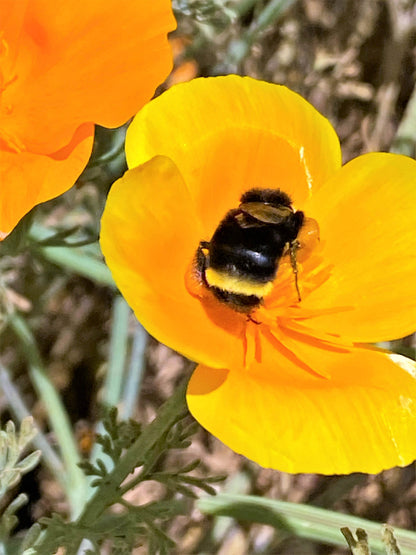 Scatter Gardens - California Native Orange Poppies