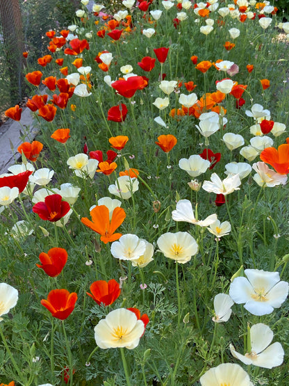 California Poppies - Tequila Sunrise