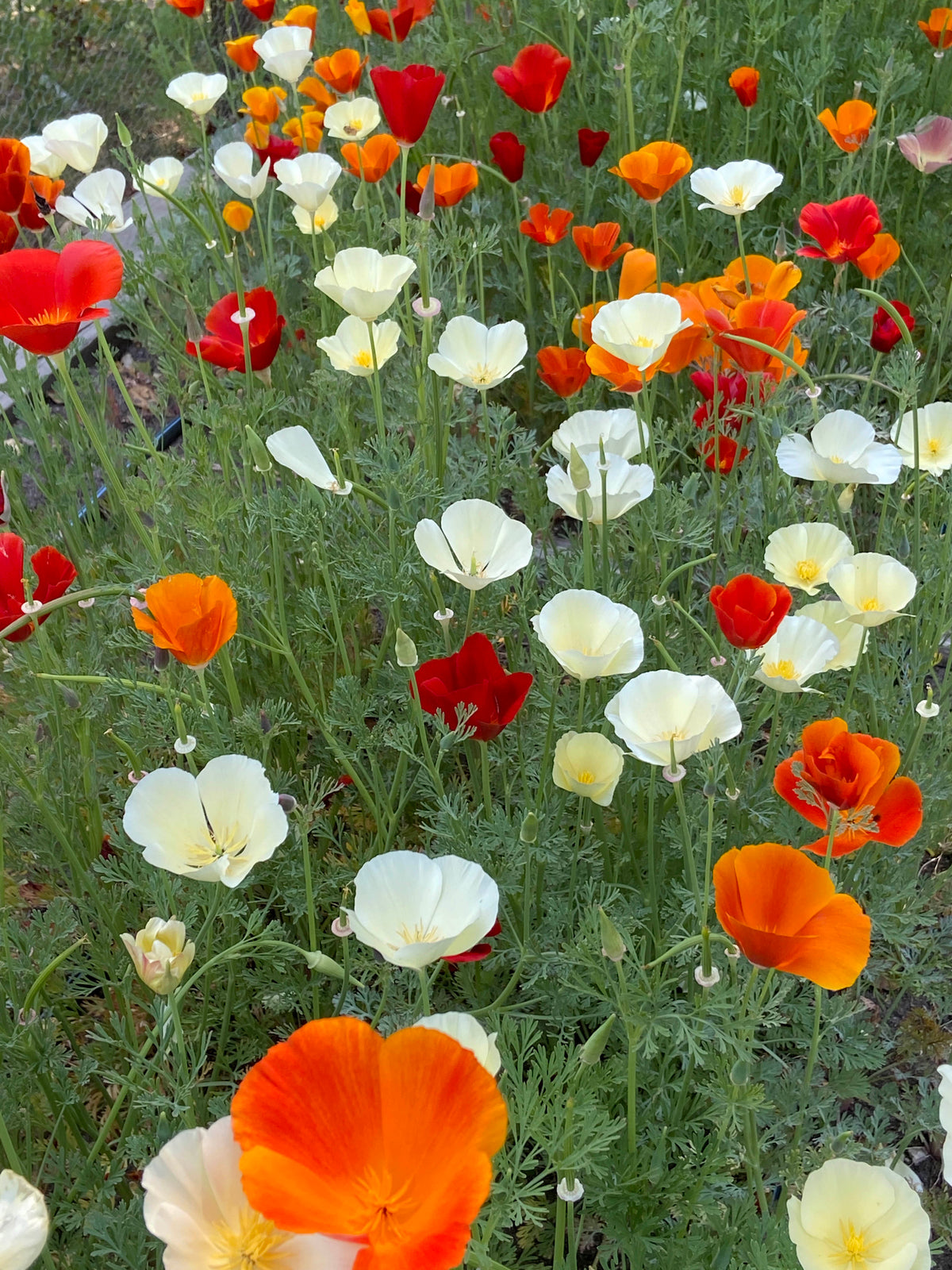 California Poppies - Tequila Sunrise