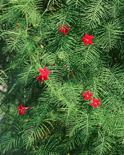Hummingbird Favorites - Heirloom Cardinal Climber