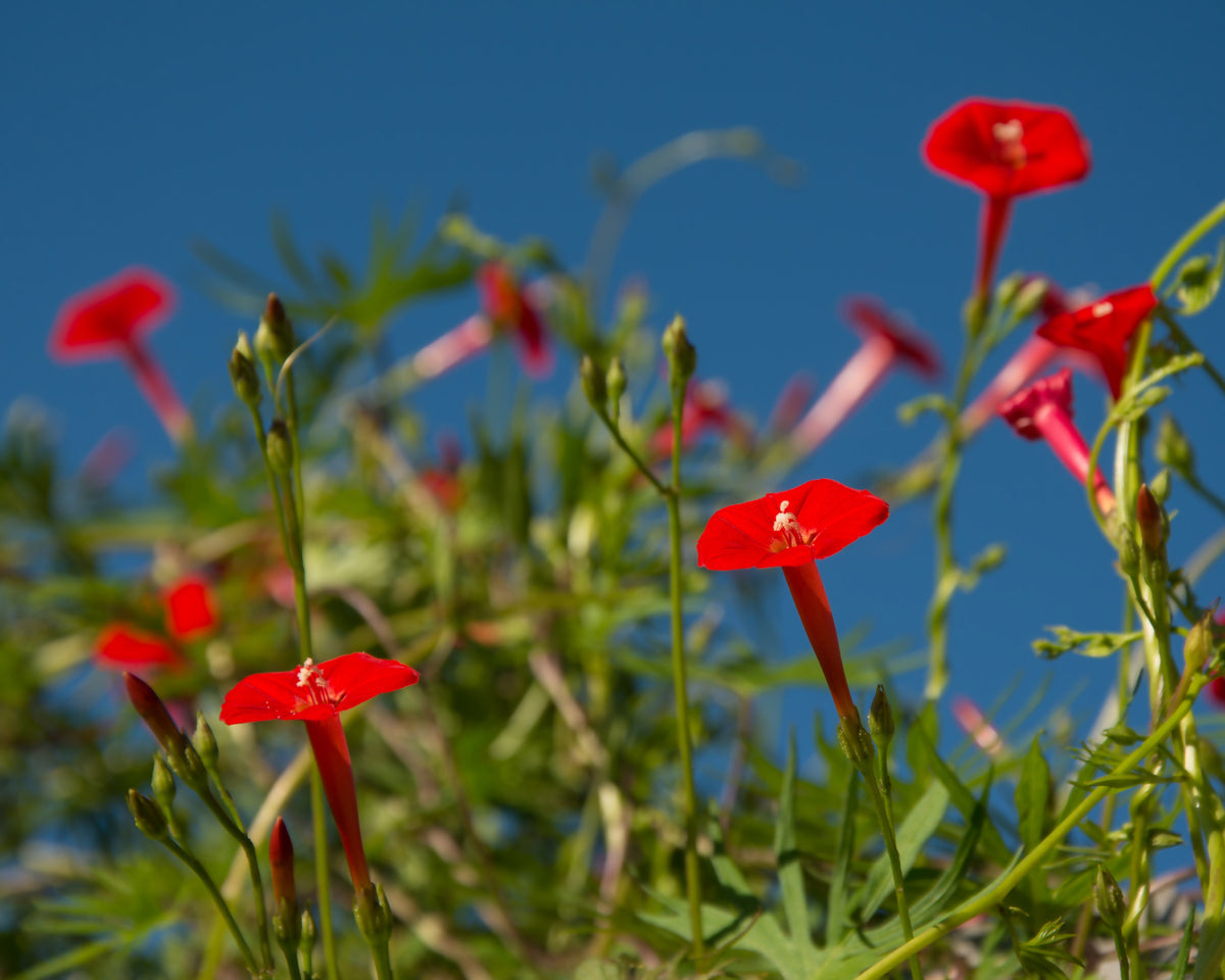 Hummingbird Favorites - Heirloom Cardinal Climber