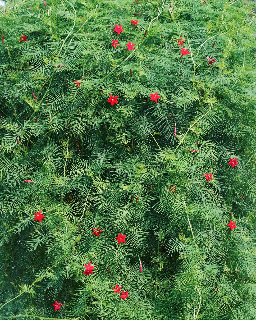 Hummingbird Favorites - Heirloom Cardinal Climber