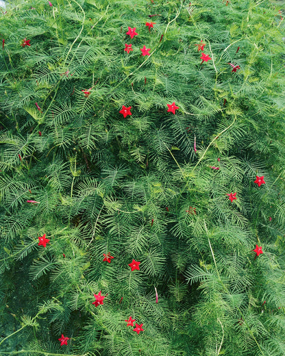 Hummingbird Favorites - Heirloom Cardinal Climber