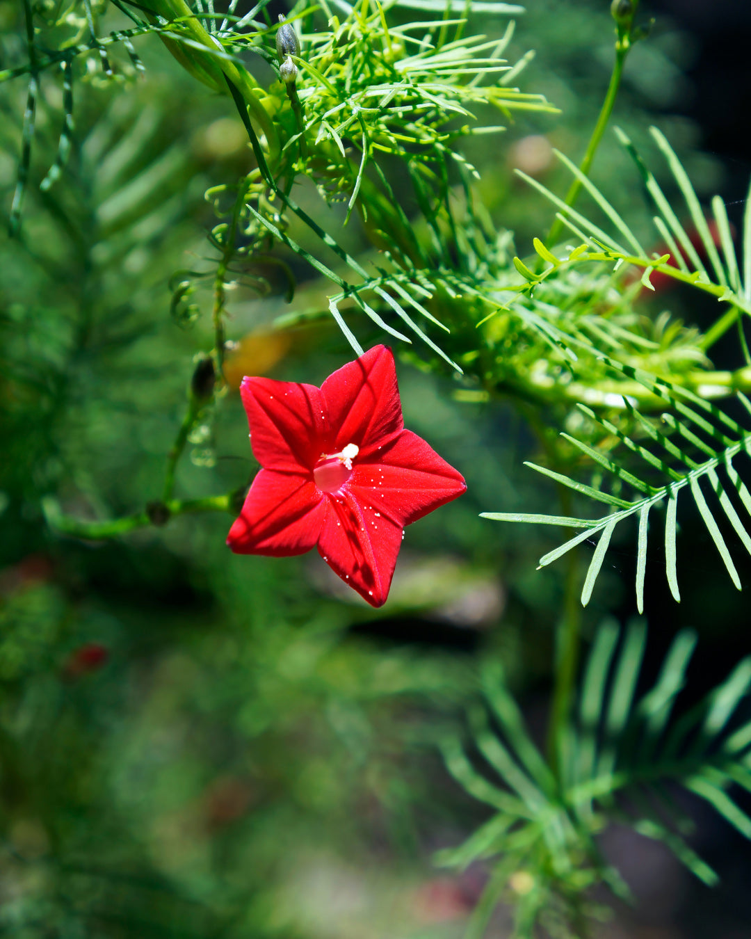 Hummingbird Favorites - Heirloom Cardinal Climber