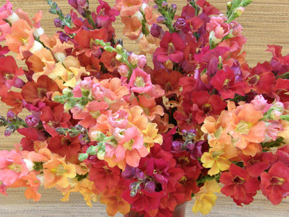 Butterfly Snapdragons - Chantilly Summer Flame