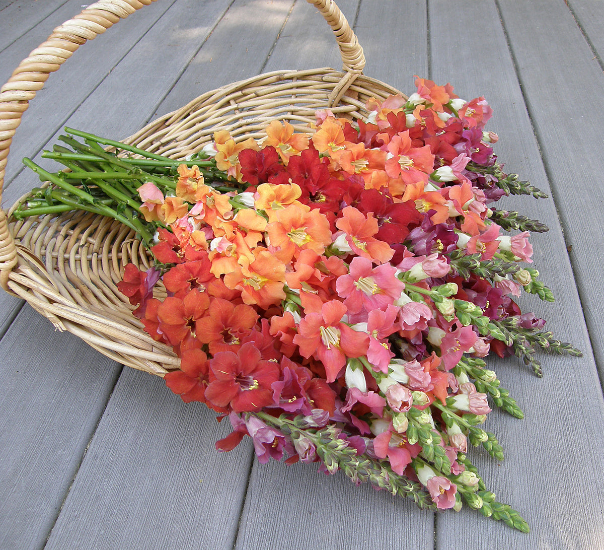 Butterfly Snapdragons - Chantilly Summer Flame