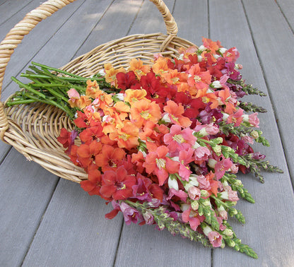 Butterfly Snapdragons - Chantilly Summer Flame