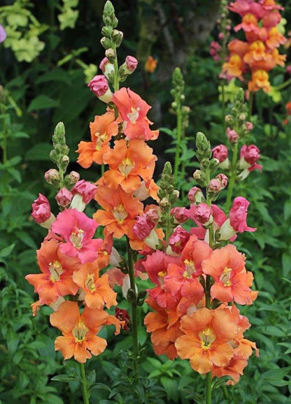 Butterfly Snapdragons - Chantilly Summer Flame