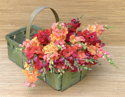 Butterfly Snapdragons - Chantilly Summer Flame