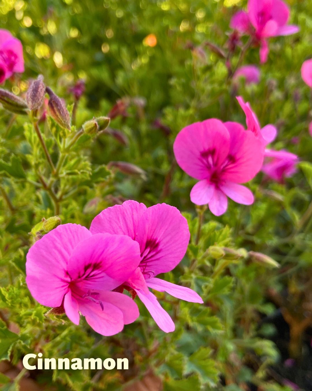 Scented Geraniums - Spice