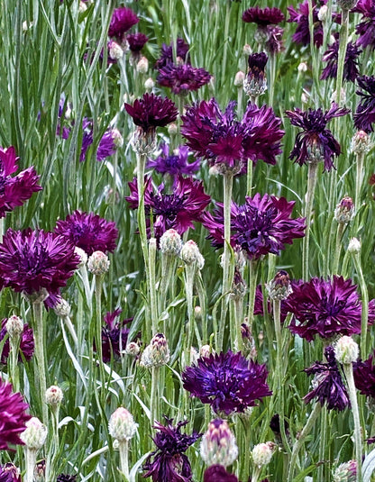 Heirloom Cornflowers - Velvet Dawn