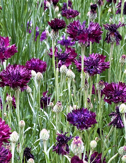 Heirloom Cornflowers - Velvet Dawn
