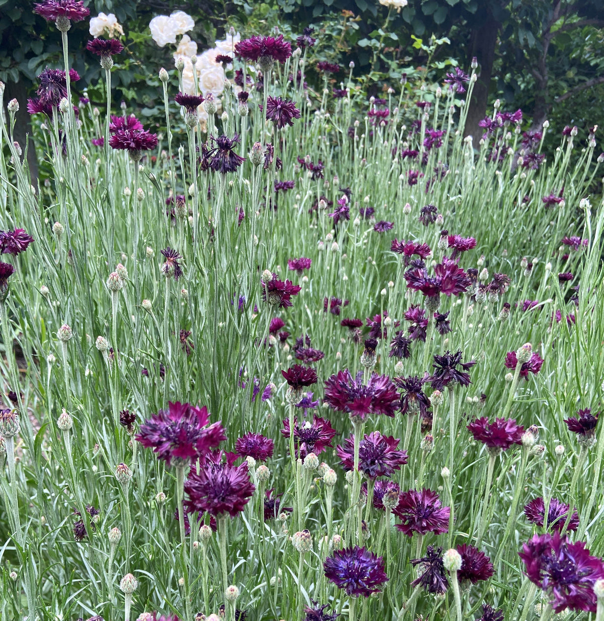 Heirloom Cornflowers - Velvet Dawn
