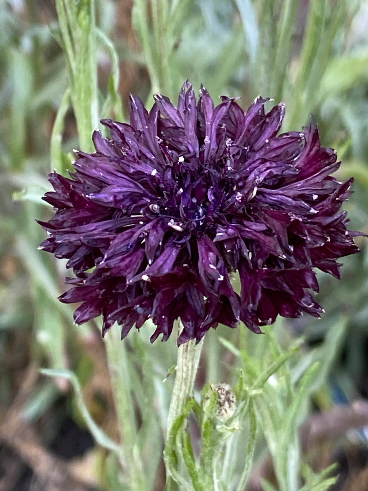 Heirloom Cornflowers - Velvet Dawn