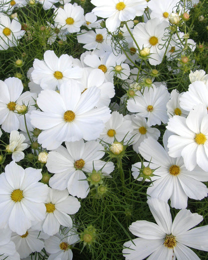 Knee-High White Cosmos - Snow Sonata