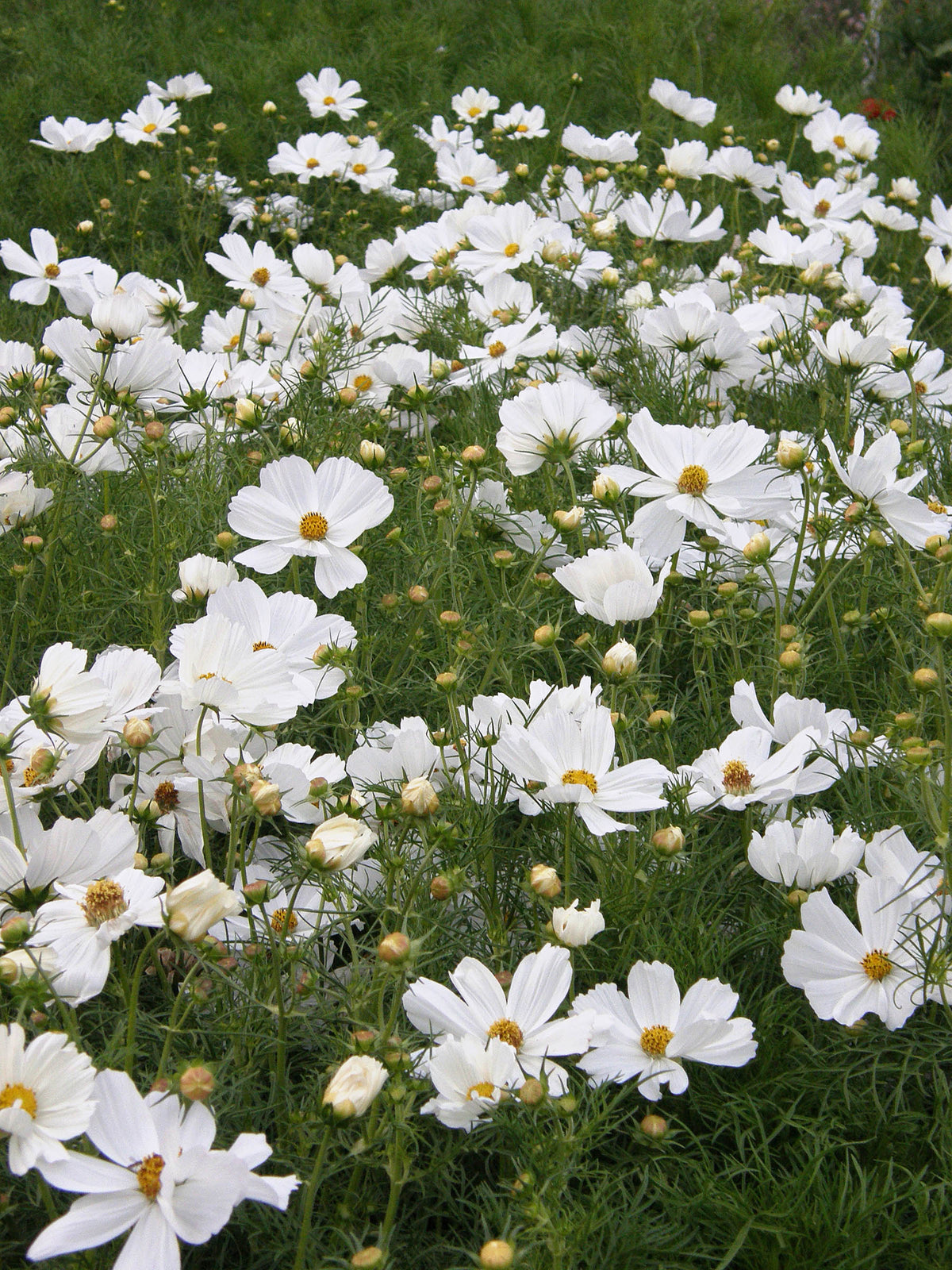 Knee-High White Cosmos - Snow Sonata