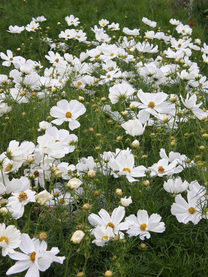 Knee-High White Cosmos - Snow Sonata