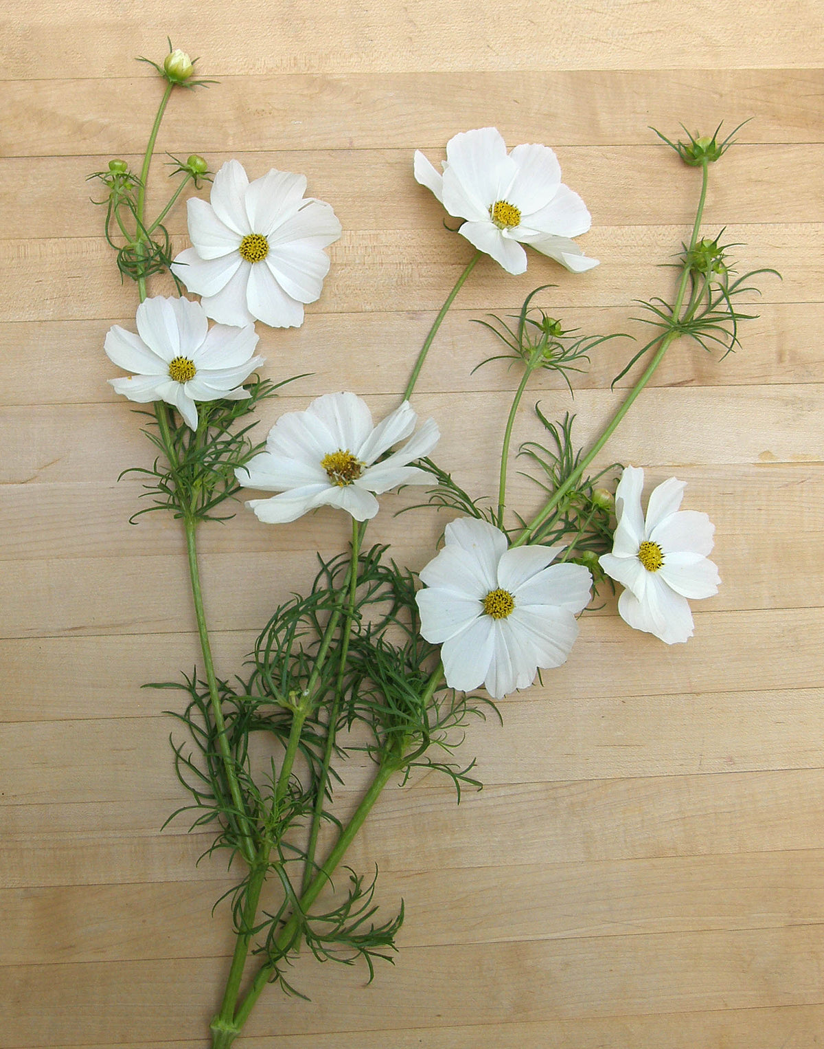 Knee-High White Cosmos - Snow Sonata