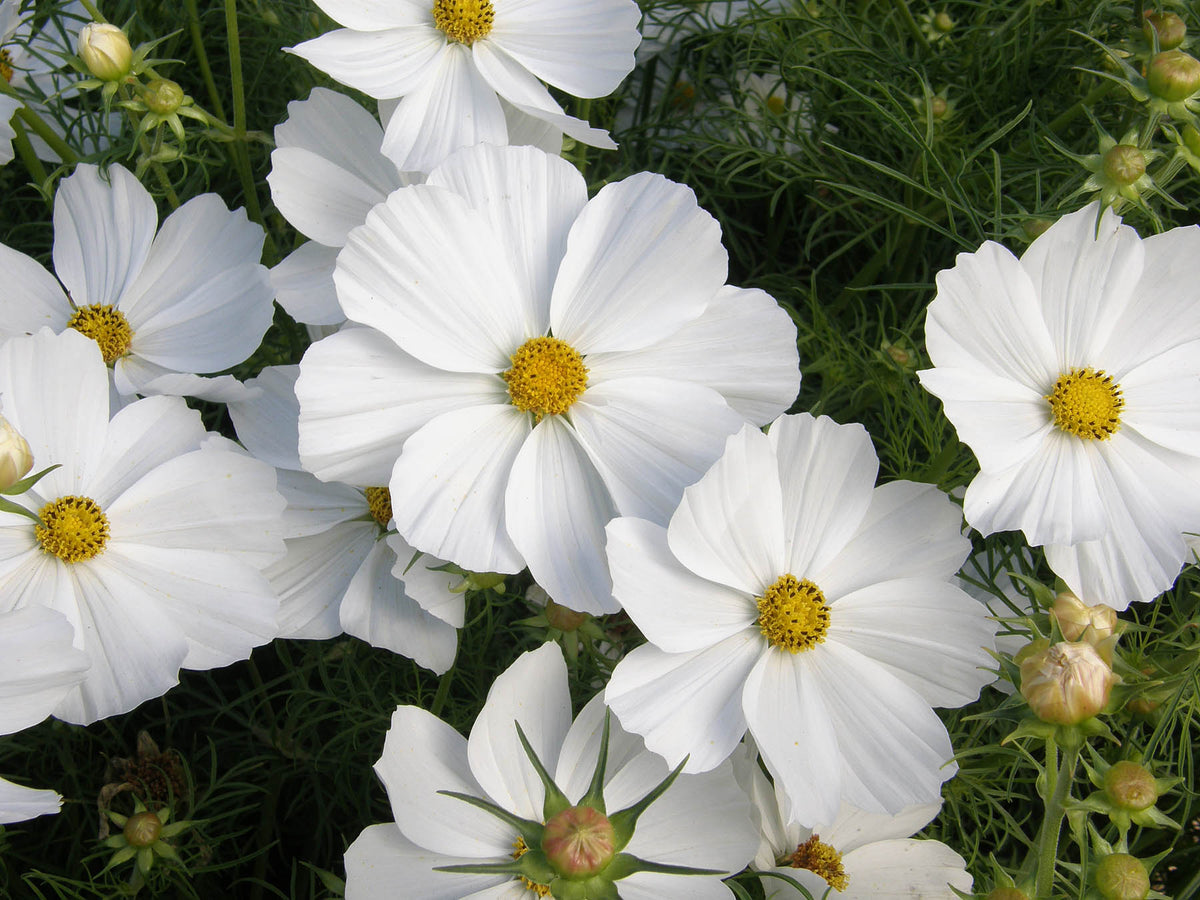 Knee-High White Cosmos - Snow Sonata