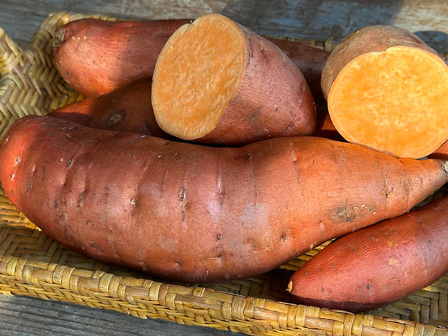 Sweet Potato Plants - Covington