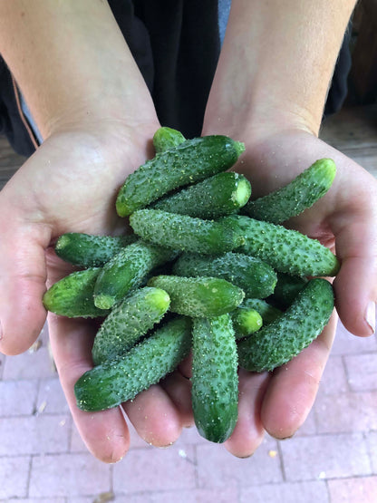 Petite Pickles - French Cornichon
