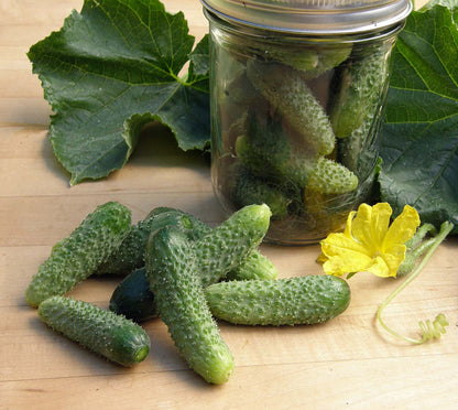 Petite Pickles - French Cornichon
