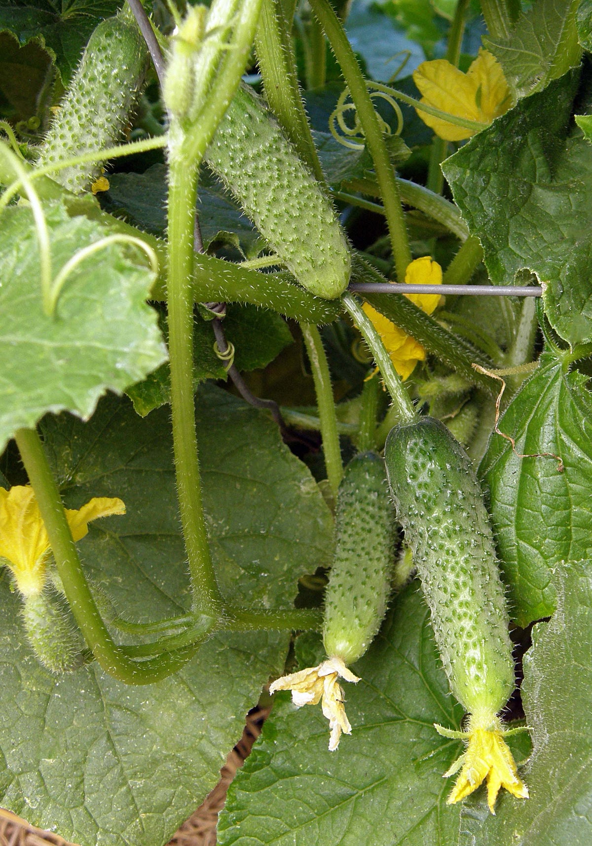 Petite Pickles - French Cornichon
