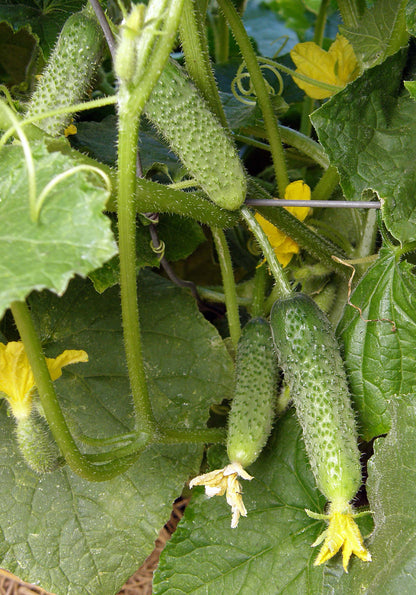 Petite Pickles - French Cornichon