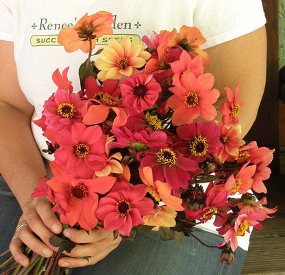 Pollinator Dahlias - Blazing Saddles