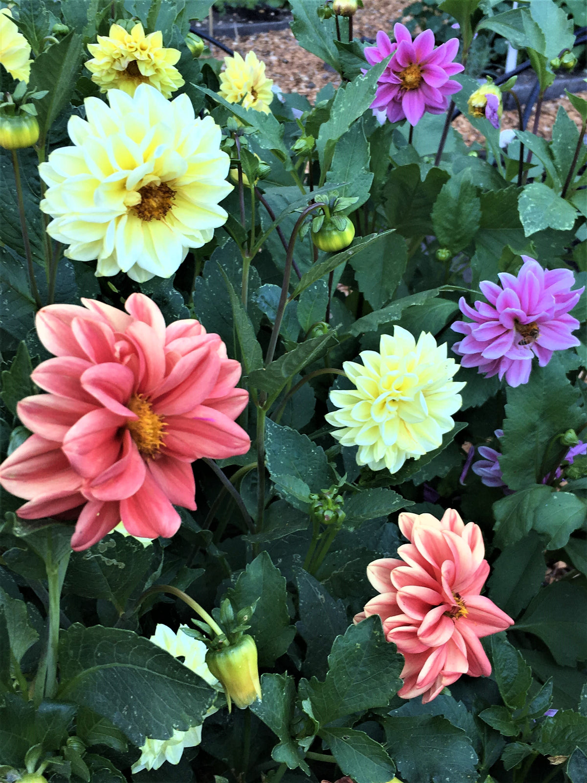 Border/Container Dahlias - Watercolor Silks