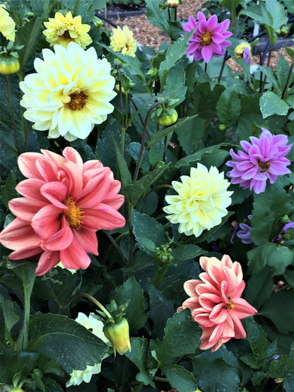 Border/Container Dahlias - Watercolor Silks