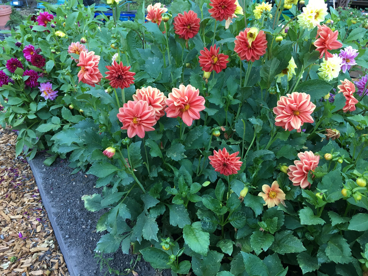 Border/Container Dahlias - Watercolor Silks