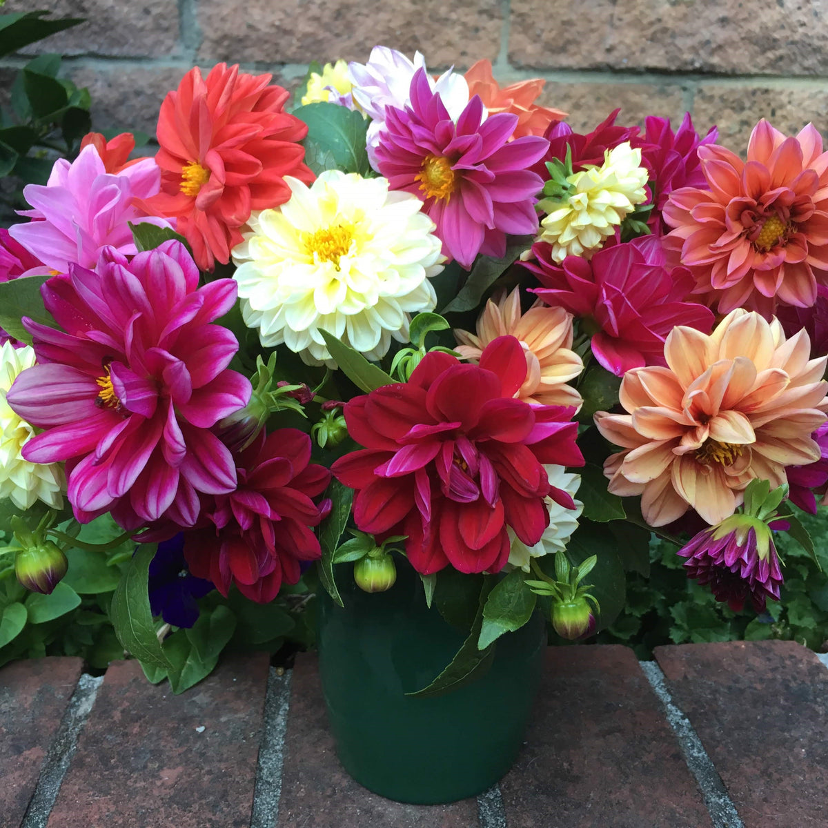 Border/Container Dahlias - Watercolor Silks