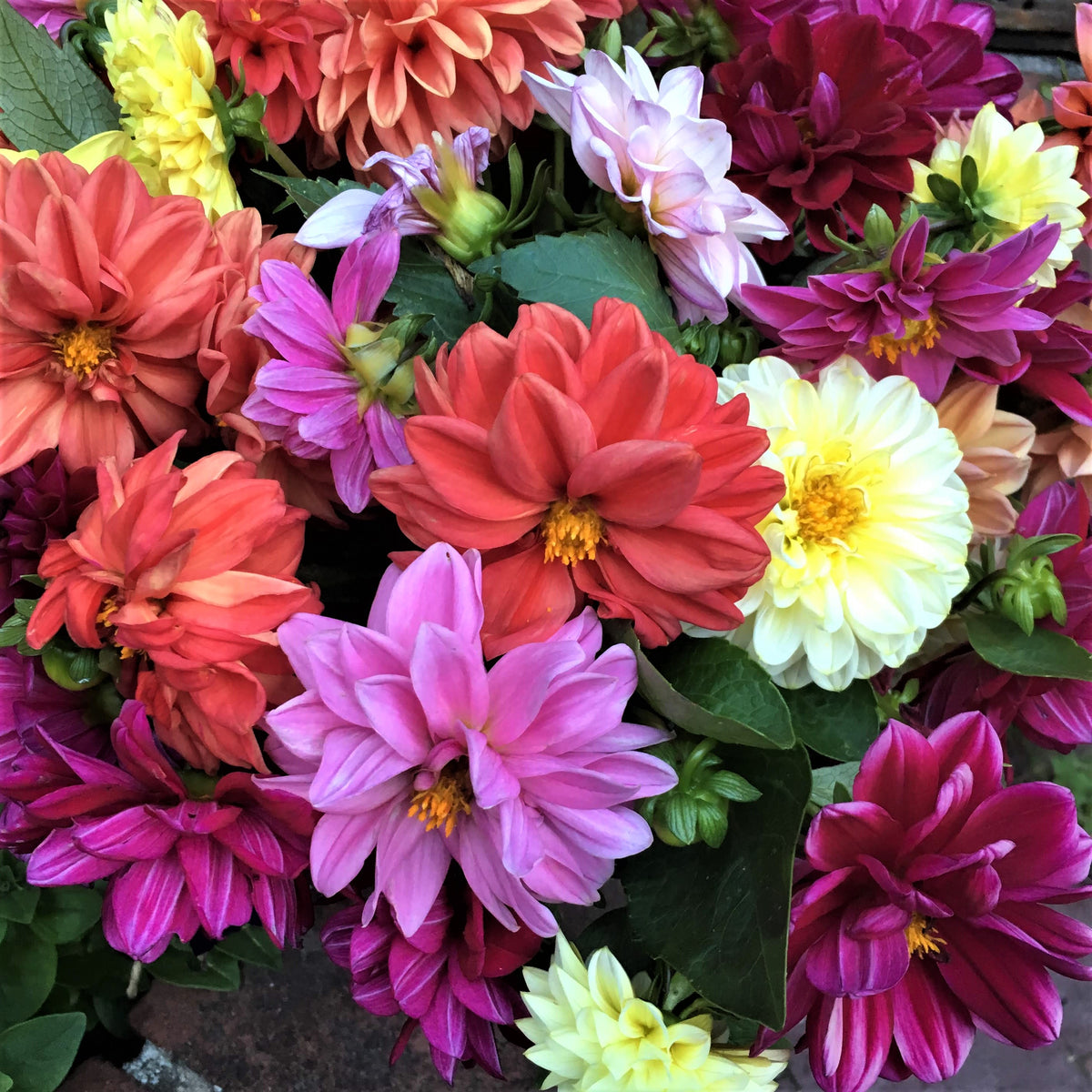 Border/Container Dahlias - Watercolor Silks