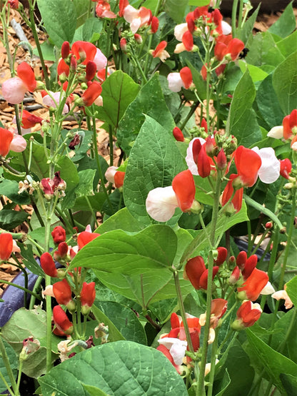 Edible Container Flowers - Hestia Dwarf Runner Beans