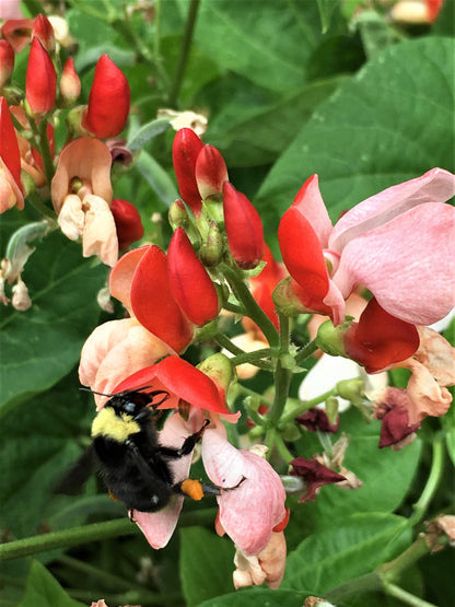 Edible Container Flowers - Hestia Dwarf Runner Beans