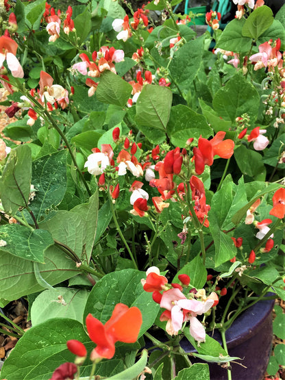 Edible Container Flowers - Hestia Dwarf Runner Beans