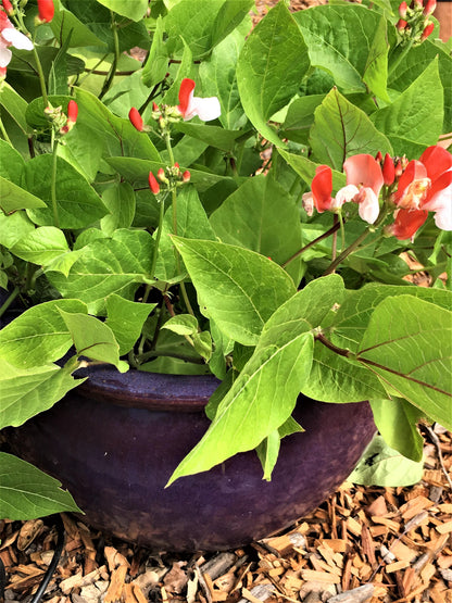 Edible Container Flowers - Hestia Dwarf Runner Beans