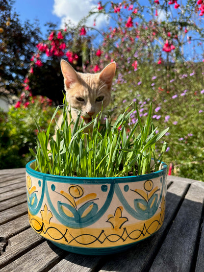 Bonus Pack - Gourmet Greens Cat Treats Organic