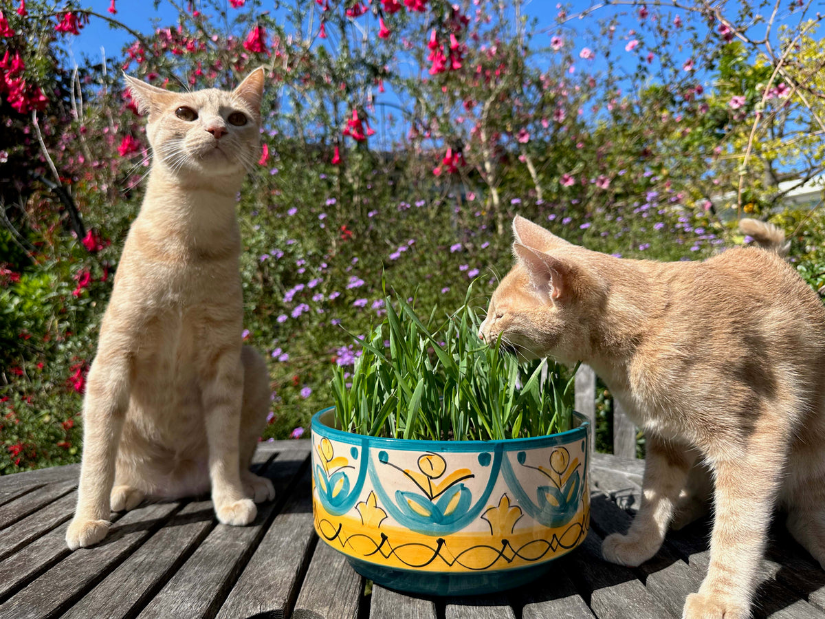 Bonus Pack - Gourmet Greens Cat Treats Organic