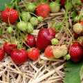 Strawberry Plants - Earliglow June-Bearing